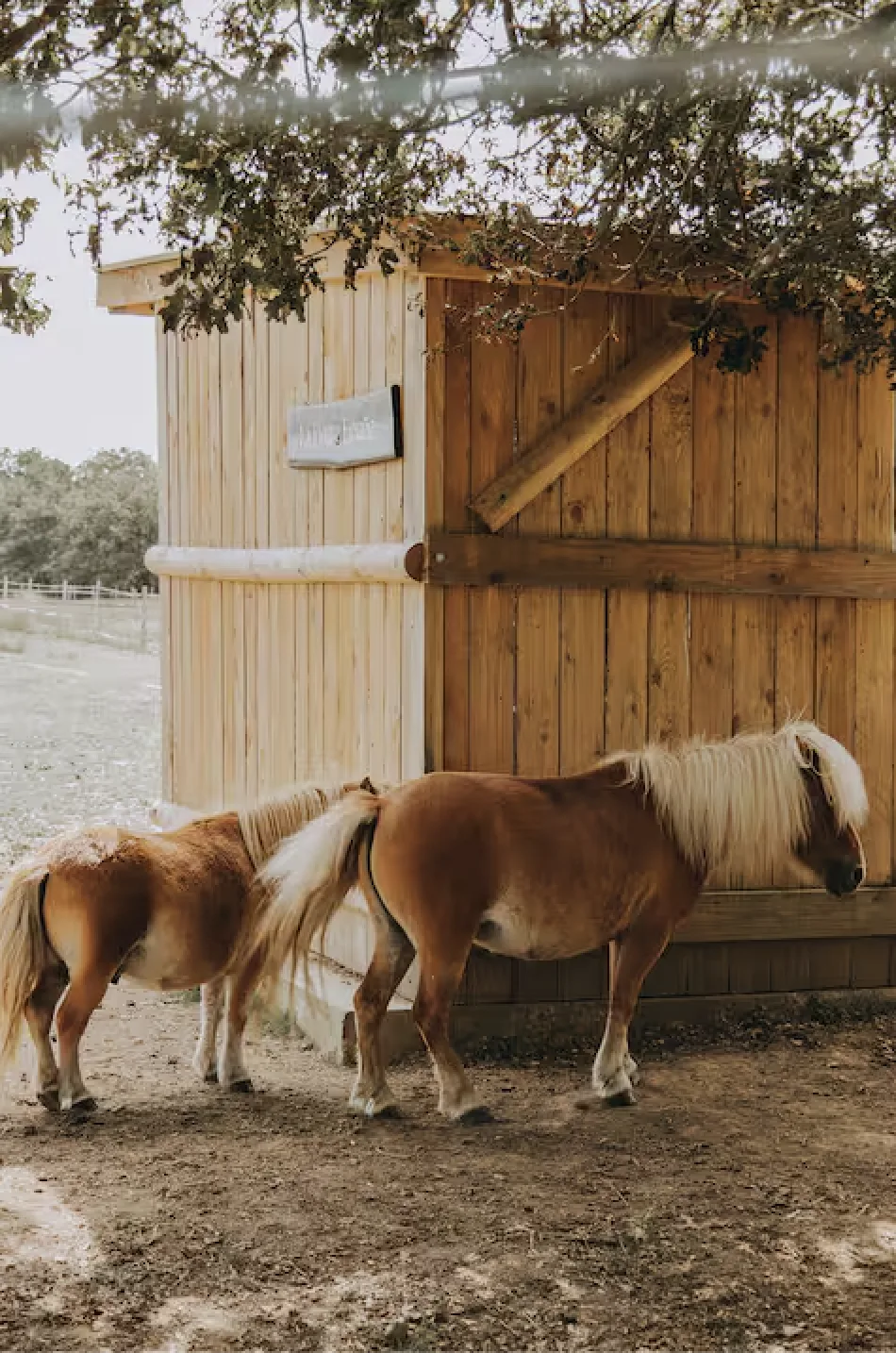 Animaux de la mini-ferme du domaine